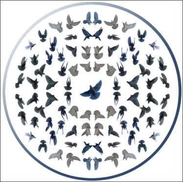 dove circle